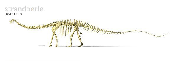 Diplodocus Dinosaurierskelett  Computergrafik. Diplodocus war ein riesiger pflanzenfressender Dinosaurier  der eine Länge von bis zu 35 Metern erreichen konnte. Es wird angenommen  dass er zum Schutz vor Raubtieren in Herden lebte. Diplodocus lebte im späten Jura  vor 155 bis 145 Millionen Jahren  auf dem Gebiet des heutigen Nordamerikas. Diplodocus Dinosaurierskelett  Kunstwerk