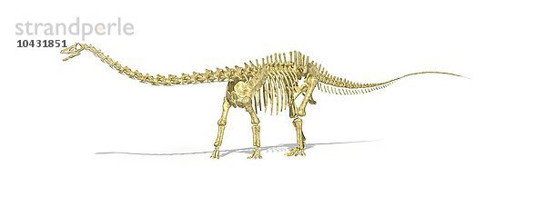 Diplodocus Dinosaurierskelett  Computergrafik. Diplodocus war ein riesiger pflanzenfressender Dinosaurier  der eine Länge von bis zu 35 Metern erreichen konnte. Es wird angenommen  dass er zum Schutz vor Raubtieren in Herden lebte. Diplodocus lebte im späten Jura  vor 155 bis 145 Millionen Jahren  auf dem Gebiet des heutigen Nordamerikas. Diplodocus Dinosaurierskelett  Kunstwerk