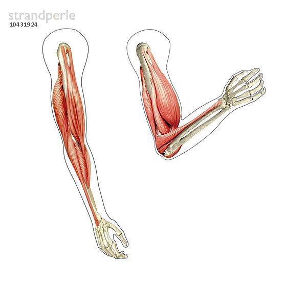 Arm-Muskulatur. Computergrafik  die die Muskeln des Arms im entspannten Zustand (links) und im gebeugten Zustand (rechts) zeigt Armmuskulatur  Grafik