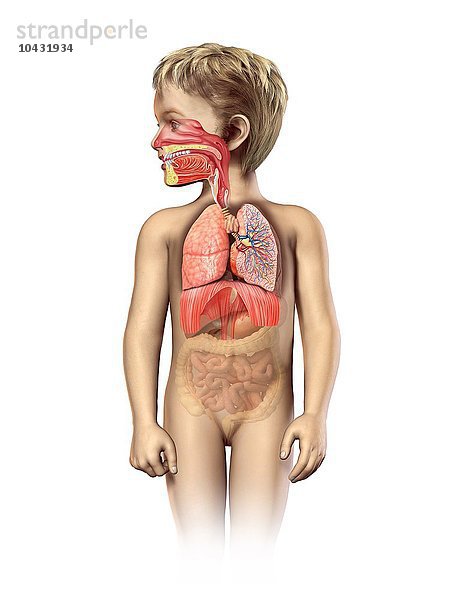 Atmungsorgane eines Kindes  Computerbild  Atmungsorgane eines Kindes  Kunstwerk