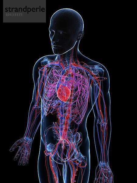 Männliches kardiovaskuläres System  Computerkunstwerk Männliches kardiovaskuläres System  Kunstwerk