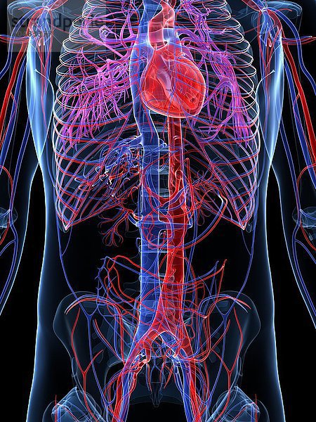 Männliches kardiovaskuläres System  Computerkunstwerk Männliches kardiovaskuläres System  Kunstwerk