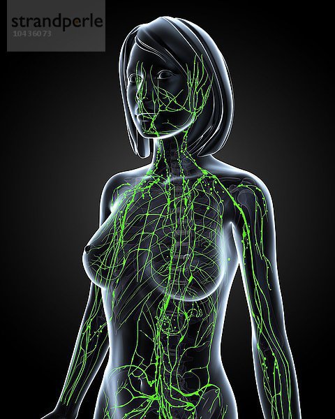 Weibliches lymphatisches System  Computergrafik Weibliches lymphatisches System  Grafik