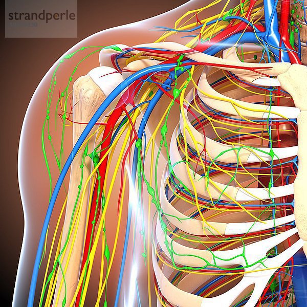 Anatomie der Schulter  Computergrafik Anatomie der Schulter  Kunstwerk