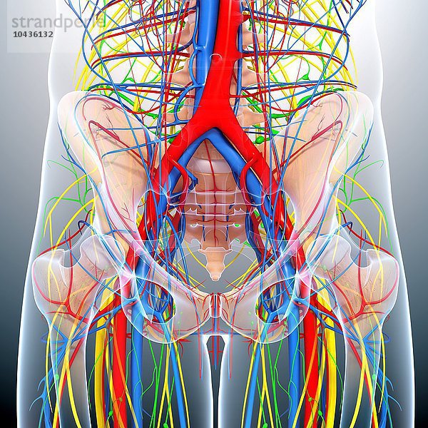 Anatomie des Beckens  Computergrafik Anatomie des Beckens  Grafik