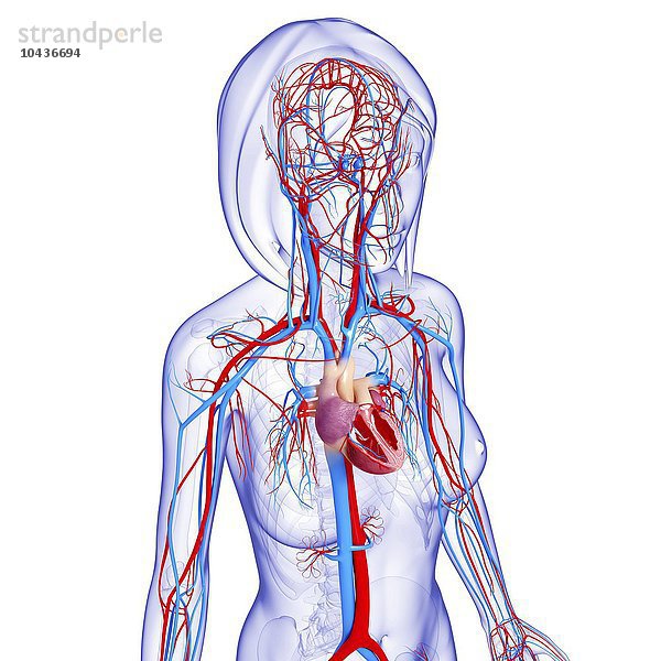 Weibliches kardiovaskuläres System  Computer Kunstwerk Weibliches kardiovaskuläres System  Kunstwerk