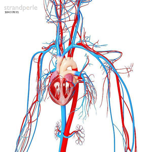 Herz-Kreislauf-System  Computergrafik Herz-Kreislauf-System  Grafik