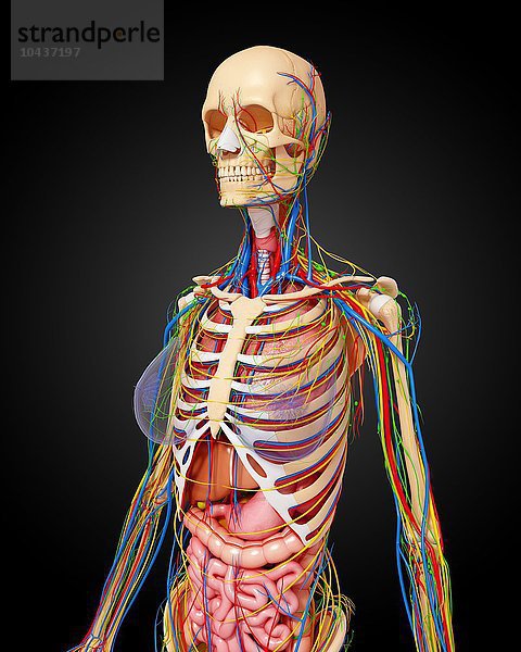Weibliche Anatomie  Computerkunstwerk Weibliche Anatomie  Kunstwerk