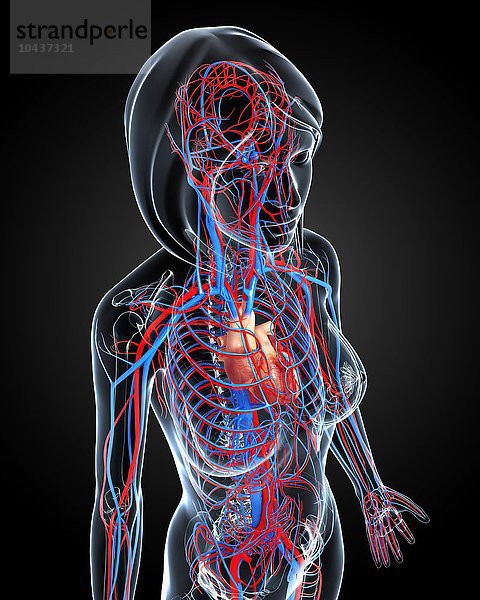 Weibliches kardiovaskuläres System  Computer Kunstwerk Weibliches kardiovaskuläres System  Kunstwerk