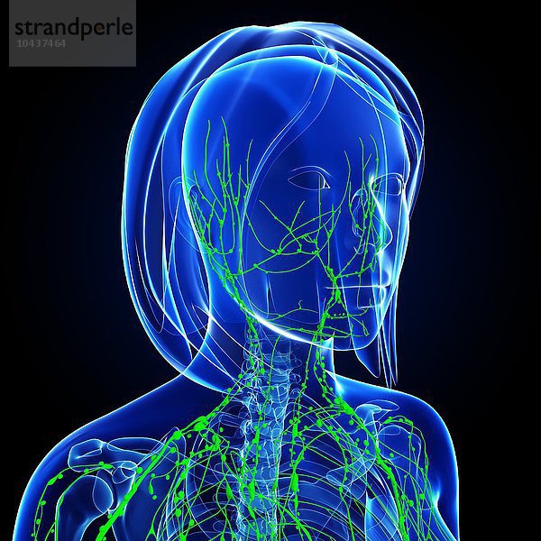 Weibliches lymphatisches System  Computergrafik Weibliches lymphatisches System  Grafik