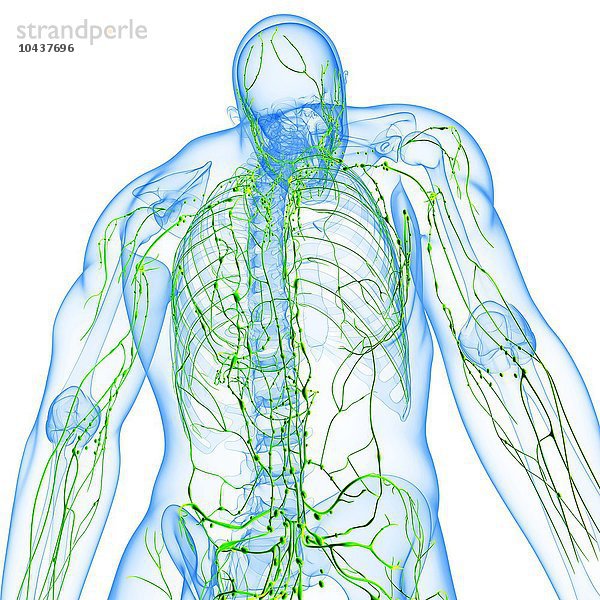 Männliches lymphatisches System  Computergrafik Männliches lymphatisches System  Kunstwerk