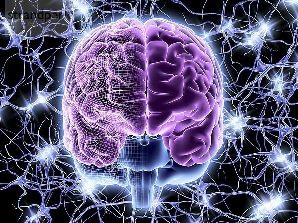 Computergrafik einer Frontalansicht des menschlichen Gehirns. Im Hintergrund ein neuronales Netzwerk von Nervenzellen  die feuern Gehirn und Nervenzellen  neuronales Netzwerk