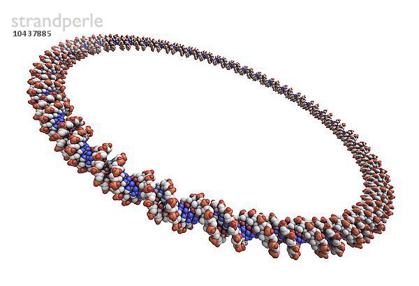 Kreisförmiges DNA (Desoxyribonukleinsäure)-Molekül  Computer-Grafik. Zirkuläre DNA hat keine Enden  sondern besteht aus einer Ringstruktur  zirkuläres DNA-Molekül  Kunstwerk