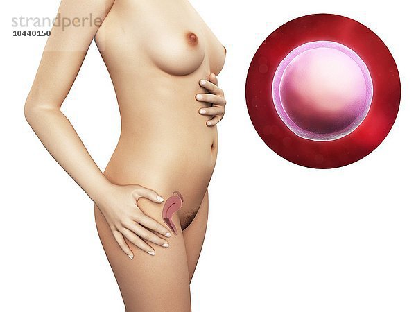 Frau und befruchtete Eizelle. Computergrafik einer nackten Frau  die die Position des Uterus (Gebärmutter) zeigt. Oben rechts ist eine befruchtete Eizelle (Zygote) zu sehen Frau und befruchtete Eizelle  Kunstwerk