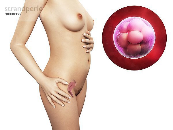 Schwangere. Computergrafik einer nackten Frau  die die Position des Uterus (Gebärmutter) zeigt. Oben rechts ist ein 16-zelliger Morula-Embryo zu sehen. Schwangerschaft - Morula-Embryo  Kunstwerk