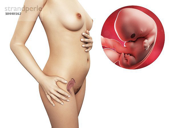 Schwangere. Computergrafik einer nackten Frau  die die Position des Uterus (Gebärmutter) zeigt. Rechts oben ist ein Embryo in der 7. Woche zu sehen Schwangerschaft - 7.