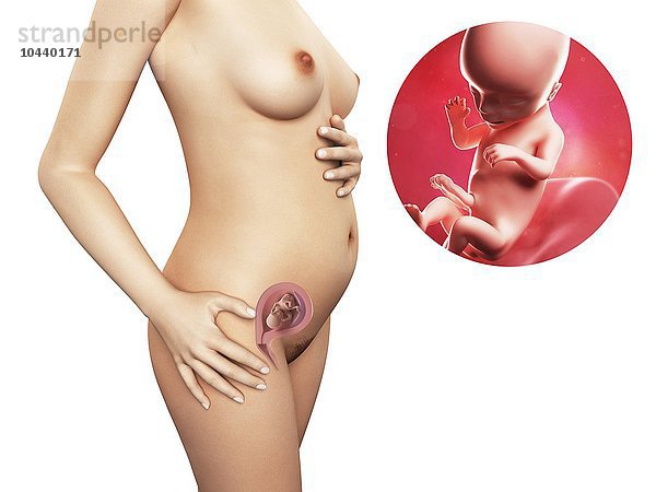 Schwangere. Computergrafik einer nackten Frau  die die Position des Uterus (Gebärmutter) zeigt. Rechts oben ist ein Fötus in der 16. Woche zu sehen Schwangerschaft - 16.