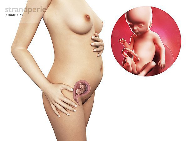 Schwangere. Computergrafik einer nackten Frau  die die Position des Uterus (Gebärmutter) zeigt. Rechts oben ist ein Fötus in der 17. Woche zu sehen Schwangerschaft - 17.