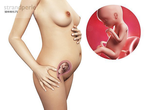 Schwangere. Computergrafik einer nackten Frau  die die Position des Uterus (Gebärmutter) zeigt. Rechts oben ist ein Fötus in der 20. Woche zu sehen Schwangerschaft - Woche 20  Kunstwerk
