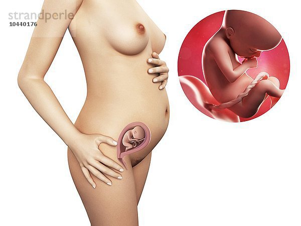 Schwangere. Computergrafik einer nackten Frau  die die Position des Uterus (Gebärmutter) zeigt. Rechts oben ist ein Fötus in der 21. Woche zu sehen Schwangerschaft - 21.