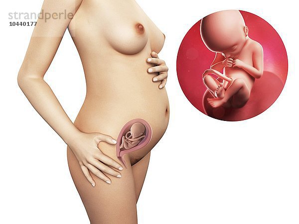 Schwangere. Computergrafik einer nackten Frau  die die Position des Uterus (Gebärmutter) zeigt. Rechts oben ist ein Fötus in der 22. Woche zu sehen Schwangerschaft - 22.