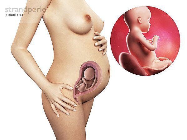 Schwangere. Computergrafik einer nackten Frau  die die Position des Uterus (Gebärmutter) zeigt. Rechts oben ist ein Fötus in der 28. Woche zu sehen Schwangerschaft - 28.
