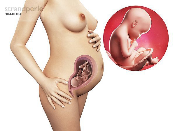 Schwangere. Computergrafik einer nackten Frau  die die Position des Uterus (Gebärmutter) zeigt. Rechts oben ist ein Fötus in der 29. Woche zu sehen Schwangerschaft - 29.