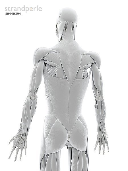 Rückenmuskulatur  Computerbild  Rückenmuskulatur  Kunstwerk