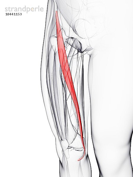 Oberschenkelmuskel. Computergrafik  die den Musculus sartorius zeigt  Oberschenkelmuskel  Kunstwerk