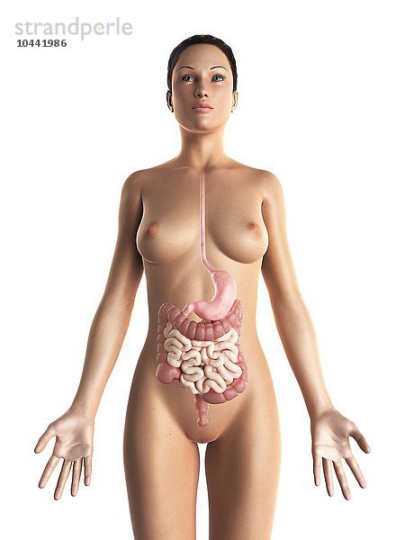 Weibliches Verdauungssystem  Computergrafik Weibliches Verdauungssystem  Grafik