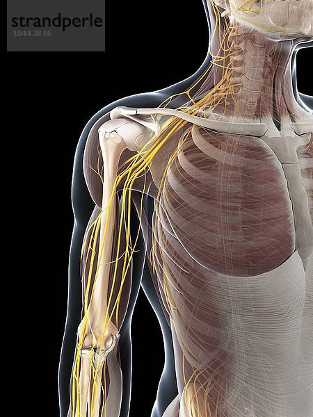 Männliches Nervensystem  Computergrafik  männliche Anatomie  Kunstwerk