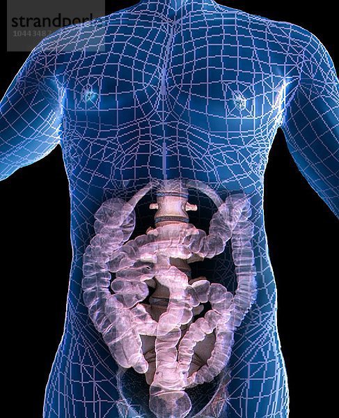 Gesunder Unterleib. Farbige 3D-Computertomographie (CT) des Abdomens eines 38-jährigen Patienten  die die Wirbelsäule und den Dickdarm zeigt  gesundes Abdomen  3D-CT-Scan