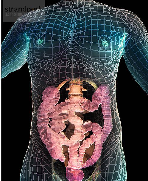 Gesunder Unterleib. Farbige 3D-Computertomographie (CT) des Abdomens eines 38-jährigen Patienten  die die Wirbelsäule und den Dickdarm zeigt  gesundes Abdomen  3D-CT-Scan