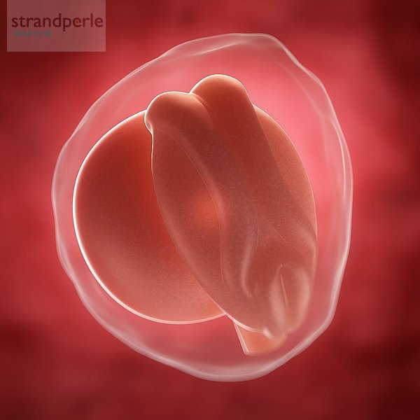 Embryo im Alter von 3 Wochen  Computergrafik Embryo im Alter von 3 Wochen  Kunstwerk