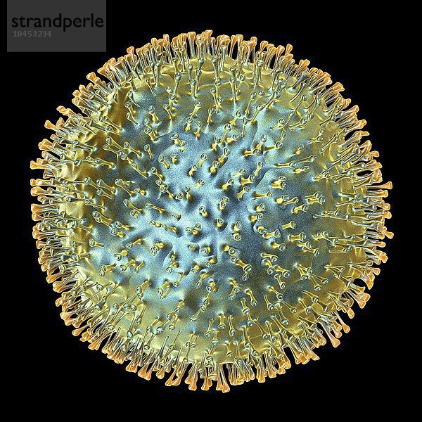 Vogelgrippevirus  Computergrafik. Ein Virus ist ein winziges pathogenes Partikel  das genetisches Material enthält  das von einer Proteinhülle umgeben ist. Die Hülle enthält Oberflächenproteine (Spikes). Grippeviren haben zwei Arten von Oberflächenproteinen  das Hämagglutinin (H) und die Neuraminidase (N). Es gibt mehrere Subtypen  von denen einige für den Menschen pathogen sind  wie H5N1 oder H7N9. Die Oberflächenproteine sind für den Lebenszyklus des Virus unerlässlich. Hämagglutinin ermöglicht es dem Virus  sich an eine Wirtszelle zu binden und in diese einzudringen  wo es die Zellmaschinerie nutzt  um weitere Kopien des Virus zu erzeugen. Die Neuraminidase ermöglicht es den neuen Viruspartikeln  die Zelle zu verlassen  damit sie andere infizieren können. Avain influenza virus  artwork