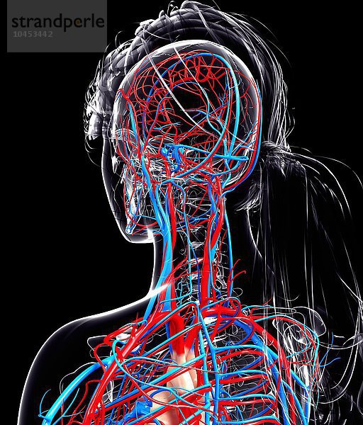 Weibliches kardiovaskuläres System  Computerkunstwerk Weibliches kardiovaskuläres System  Kunstwerk