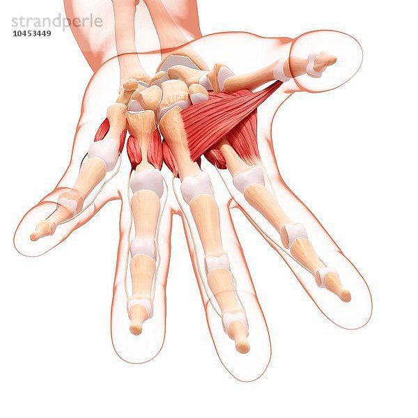 Muskulatur der menschlichen Hand  Computerkunstwerk Muskulatur der menschlichen Hand  Kunstwerk