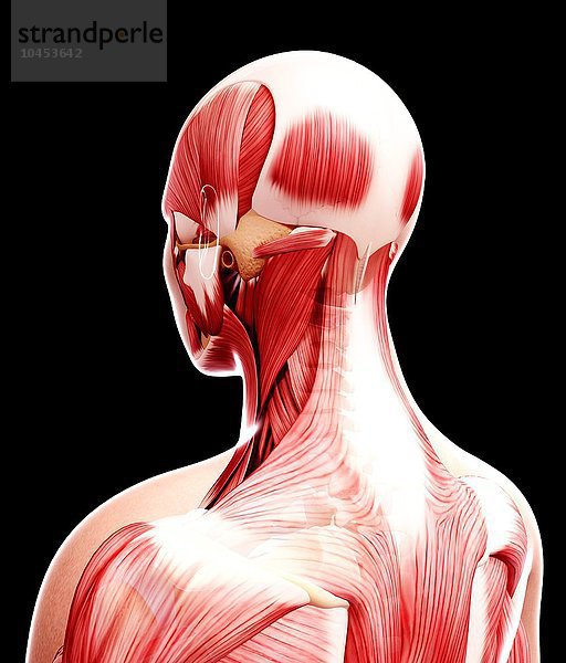 Menschliche Muskulatur  Computerkunstwerk Menschliche Muskulatur  Kunstwerk