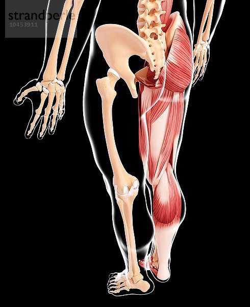 Menschliche Beinmuskulatur  Computerkunstwerk Menschliche Beinmuskulatur  Kunstwerk