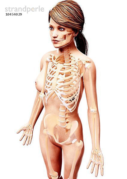 Weibliches Skelett  Computerkunstwerk Weibliches Skelett  Kunstwerk