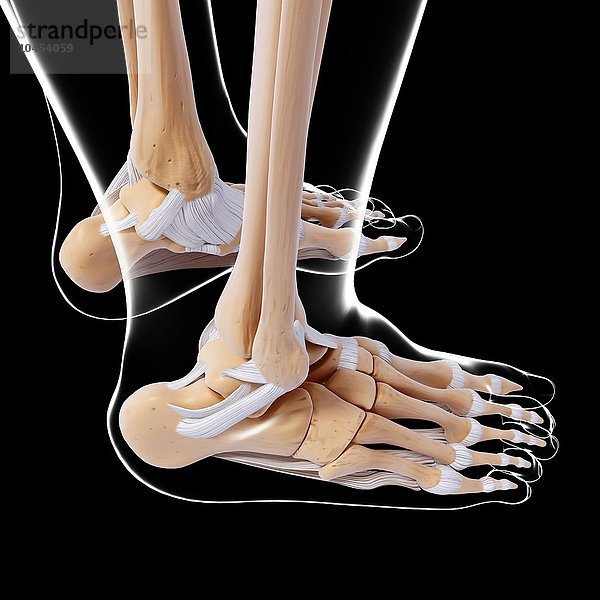 Menschliche Fußknochen  Computer Kunstwerk Menschliche Fußknochen  Kunstwerk