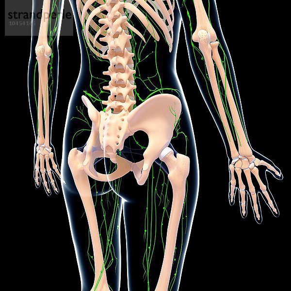 Menschliches lymphatisches System  Computergrafik Menschliches lymphatisches System  Grafik