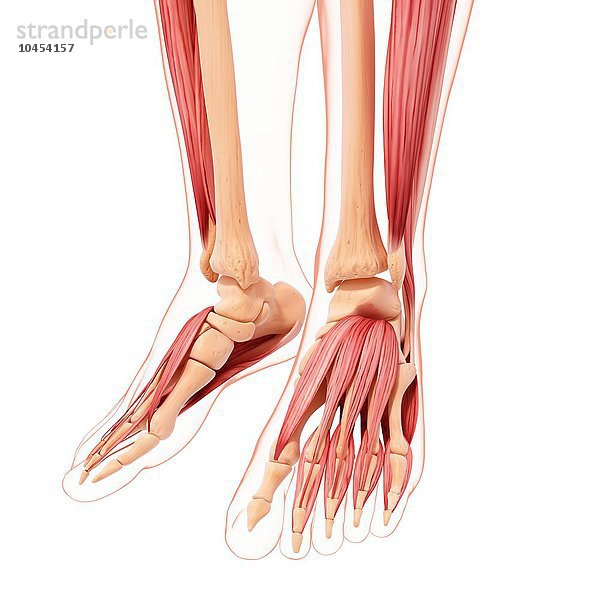 Anatomie der menschlichen Beinmuskulatur