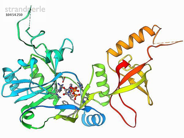 ATP-abhängige DNA-Ligase. Molekulares Modell der ATP-abhängigen DNA-Ligase im Komplex mit ATP (Adenosintriphosphat). DNA-Ligase ist ein Enzym  das zwei DNA-Stränge (Desoxyribonukleinsäure) miteinander verbindet. ATP-abhängige DNA-Ligase