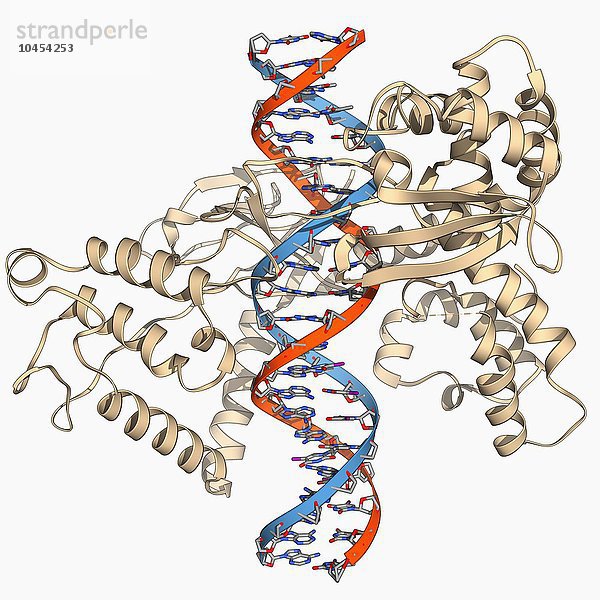 Typ-I-Topoisomerase  gebunden an DNA. Molekulares Modell eines Typ-I-Topoisomerase-Moleküls (khaki)  das an einen DNA-Strang (Desoxyribonukleinsäure  rot und blau) gebunden ist. Die Topoisomerase-Enzyme helfen bei der Aufspulung der DNA. Die DNA wird in der Regel in einer superaufgewickelten Form gespeichert  die aufgerollt werden muss  bevor sie repliziert oder in Proteine übersetzt werden kann. Typ-I-Topoisomerase verändert die Verknüpfung in Vielfachen von eins  während Typ II die Verknüpfungen in Zweierschritten verändert. Typ-I-Topoisomerase an DNA gebunden