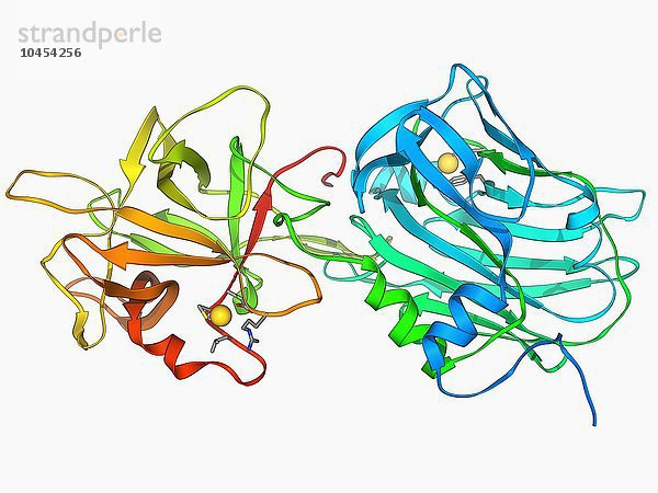 Tetanus-Toxin-C-Fragment. Molekulares Modell eines Fragments des Neurotoxinproteins  das von dem Tetanus verursachenden Bakterium Clostridium tetani produziert wird. Dieses Fragment ist für die Bindung an Lipide auf den Membranen der Nervenzellen (Ganglioside) verantwortlich. Nach der Bindung nutzen andere Fragmente des Proteins enzymatische Eigenschaften  um in die Zelle einzudringen. Tetanustoxin-C-Fragment-Molekül