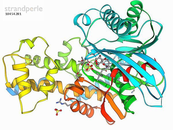Komplex Hexokinase und Glukose. Molekulares Modell eines Komplexes zwischen dem Enzym Hexokinase und dem Zucker Glukose. Hexokinase fördert die Umwandlung (Phosphorylierung) von Glukose in Glukose-6-phosphat. Die Zellen verwenden dann das Glukose-6-Phosphat  wenn sie Energie benötigen. Hexokinase und Glukose-Komplex