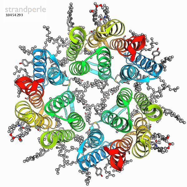 Bakteriorhodopsin-Protein. Molekulares Modell der Struktur von Bacteriorhodopsin (bR)  einem Protein  das in primitiven Mikroorganismen  den so genannten Archaea  vorkommt. Dieses Protein fungiert als Protonenpumpe. Es nutzt die Lichtenergie  um die zelluläre ATP-Synthese anzutreiben. Bacteriorhodopsin-Protein
