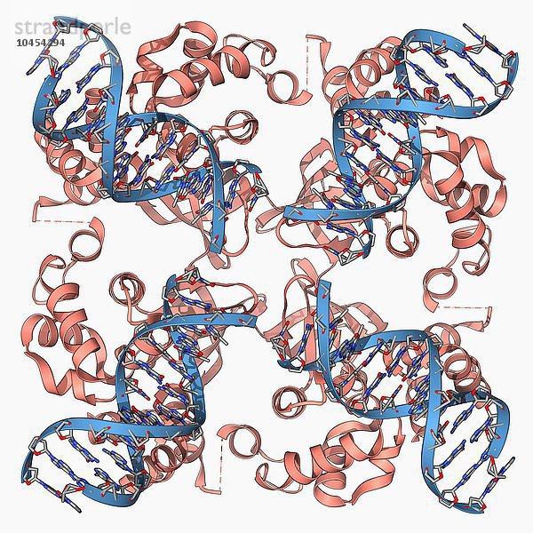 E. coli Holliday Junction Komplex. Molekulares Modell eines RuvA-Proteins (rot) im Komplex mit einer Holliday-Kreuzung zwischen homologen DNA-Strängen (Desoxyribonukleinsäure  blau) aus einem E. coli-Bakterium (Escherichia coli). Eine Holliday-Kreuzung entsteht beim Crossing Over  einem natürlichen genetischen Prozess  der zwischen homologen Chromosomen stattfindet und zum Austausch von genetischem Material zwischen den Chromosomen führt. Diese Rekombination erhöht die genetische Variation in einer Population. RuvA ist Teil des RuvABC-Komplexes  der aus drei Proteinen besteht  die die Wanderung der Verzweigungen vermitteln und die Holliday-Kreuzung auflösen  die bei der homologen Rekombination in Bakterien entsteht. E coli Holliday junction complex