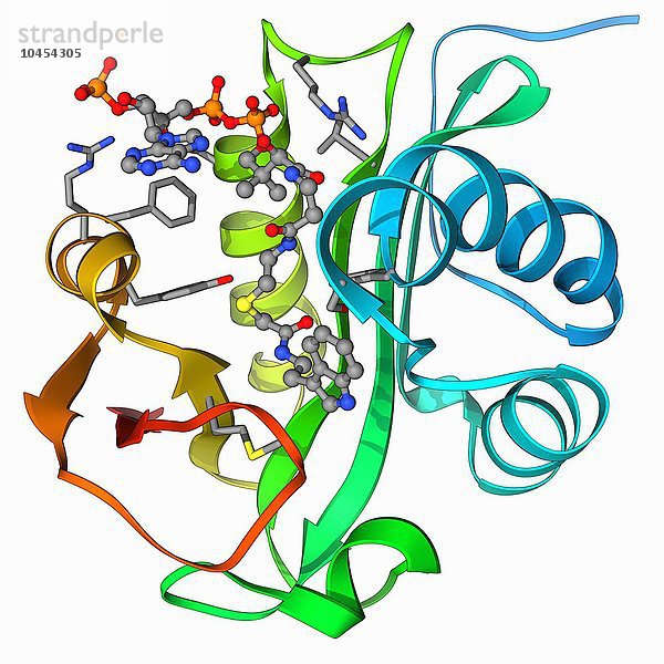 Serotonin-N-Acetyl-Transferase. Molekulares Modell der Serotonin-N-Acetyl-Transferase  komplexiert mit Coenzym A-S-Acetyltryptamin. Die Serotonin-N-Acetyl-Transferase ist das vorletzte Enzym  das an der Umwandlung von Serotonin in Melatonin in den Zellen der Zirbeldrüse des Gehirns beteiligt ist. Melatonin moduliert die Funktion der zirkadianen Uhr und beeinflusst Aktivität und Schlaf. Serotonin-N-Acetyl-Transferase-Molekül